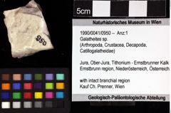 Foto (Objket + Etiketten) von Galatheites sp. 